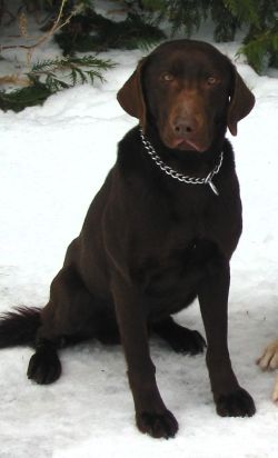 Cherokee